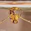 Backswimmer