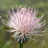 Nutall's Thistle