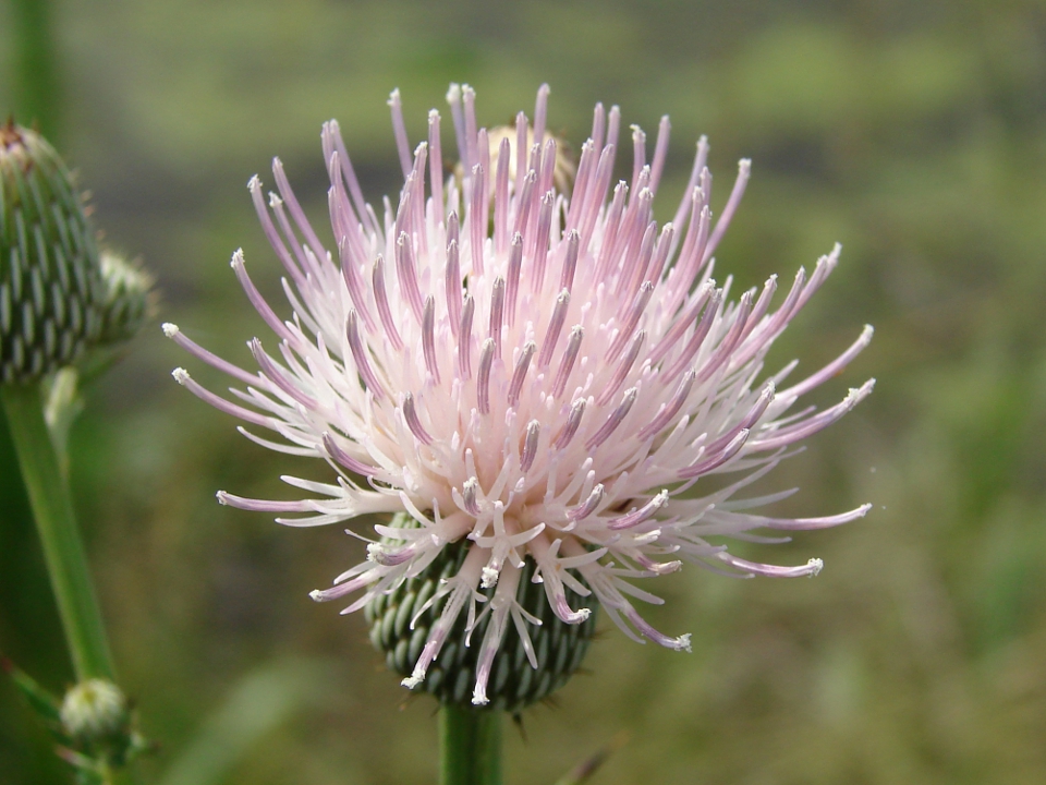 Nutall's Thistle