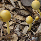 Bolbitius titubans Mushroom
