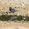 Blue Grosbeak (male)