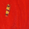 Three-banded Leafhopper