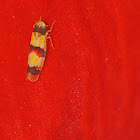 Three-banded Leafhopper