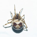 Triangulate cobweb spider