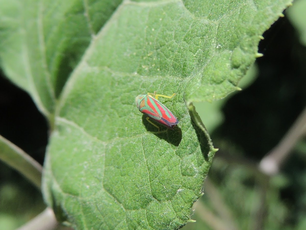 Scarlet and Green Leafhopper