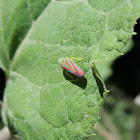 Scarlet and Green Leafhopper