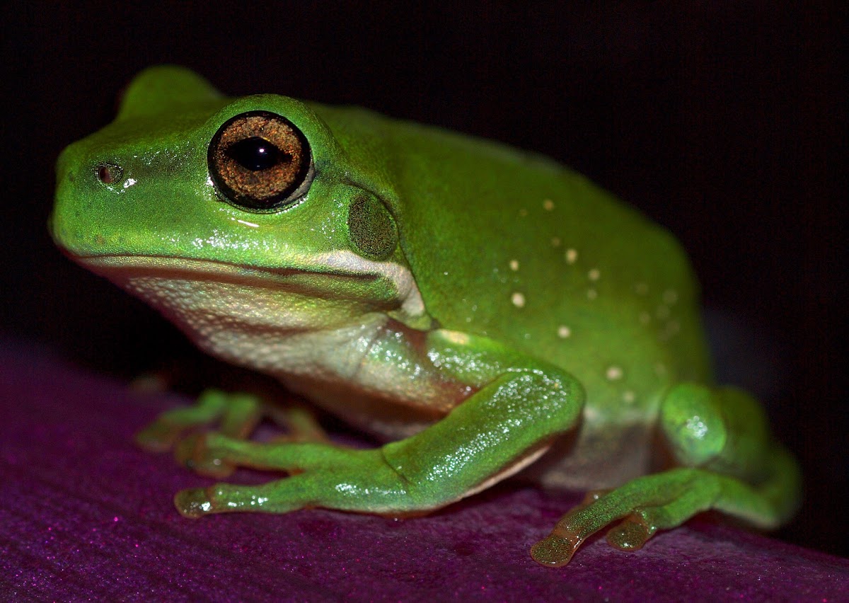 Green tree Frog