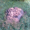 Oyster Mushrooms (Вёшенки)