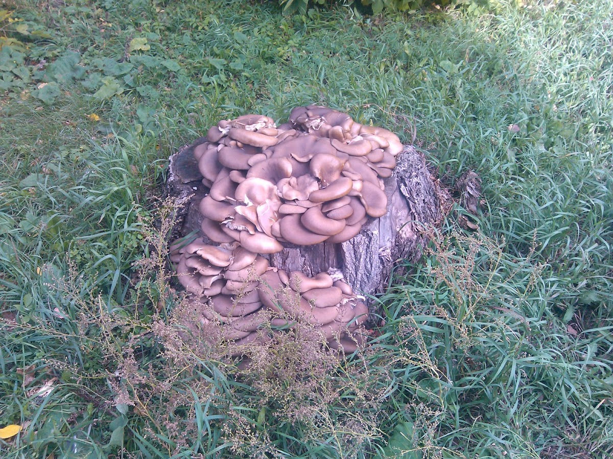 Oyster Mushrooms (Вёшенки)