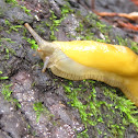 California Banana Slugs