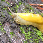 California Banana Slugs