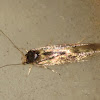 Shy Cosmet Moth