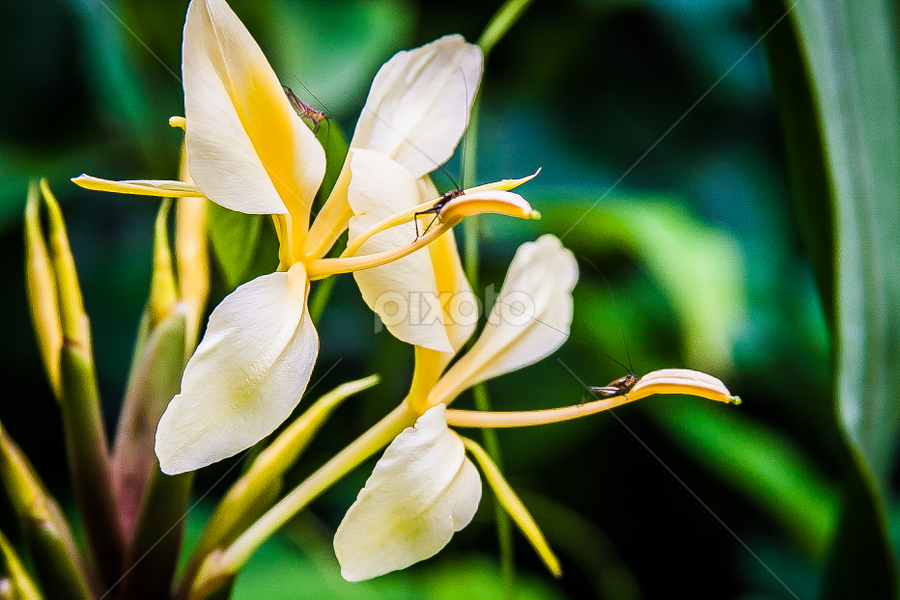 Yellow Ginger - Hedychium flavescens by Cristhine Kraft - Flowers Flowers in the Wild ( flowers, hawaii, hedychium flavescens, yellow ginger, wildlife )