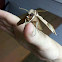 Achemon Sphinx Moth