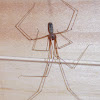 Longbodied Cellar Spider