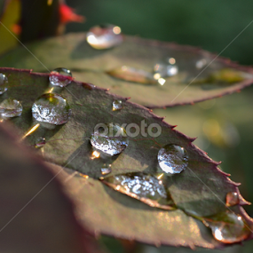 Raindrops  by Blagoja Pulceski - Nature Up Close Water