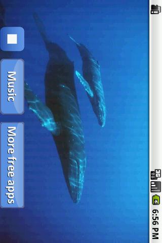 免費下載音樂APP|Whales songs to sleep app開箱文|APP開箱王