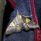 Crambid Moth