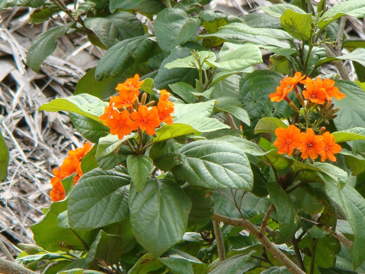 Scarlet Cordia / Orange Geiger Tree