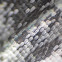 Cabbage White Wing Scales