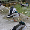 Mallard Duck (Males)