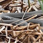 Northern Watersnake