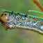 Spitfires Sawflies Grubs