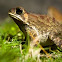Crested Toad