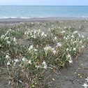 Mediterranean Sea Daffodil