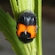 Flower Scrab beetle