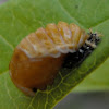Multicolored Asian Lady Beetle (Pupal Stage)