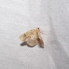 Horned Spanworm Moth