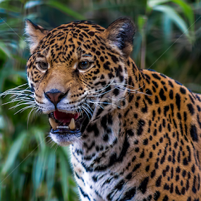 What's Up by Ken  Frischkorn - Animals Lions, Tigers & Big Cats