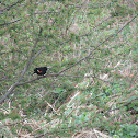 Red-winged Blackbird