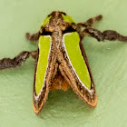 Darma Slug Moth