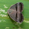 Ricaniidae Planthopper