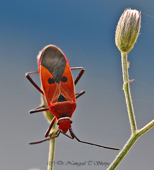 Red Cotton Bug Project Noah