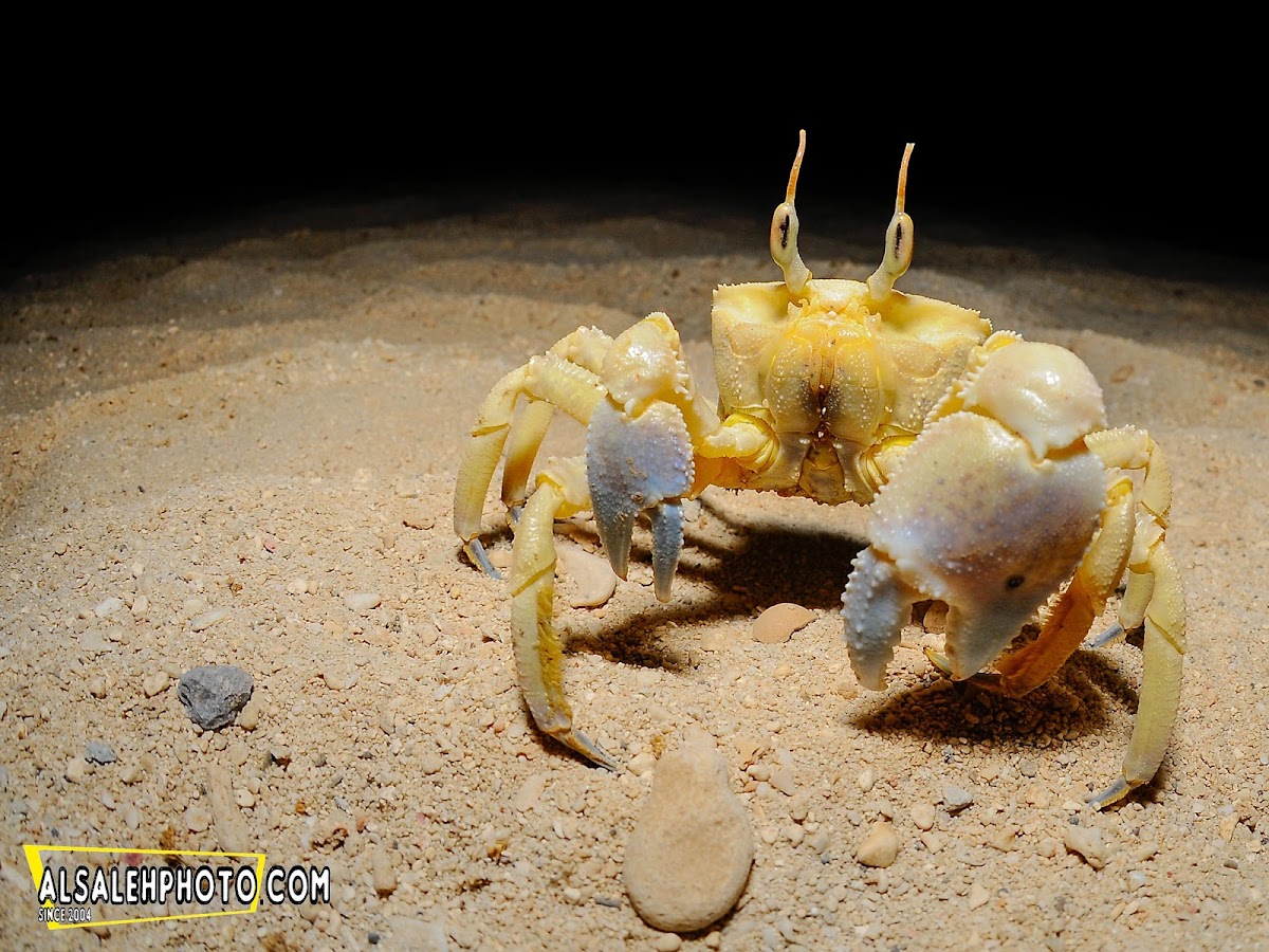 Ghost Crab.