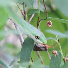 Rough Green Snake