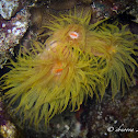 Sun Coral, Sun Polyps, Sunflower Coral