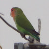 Rosy-faced Lovebird