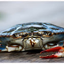 the Chesapeake blue crab