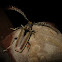 Branched Longhorn Beetle