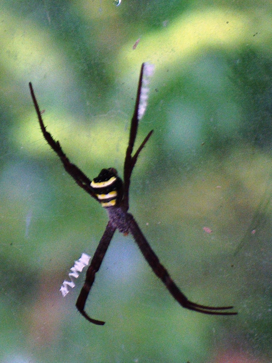 Signature Spider