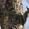  Red-bellied Woodpecker