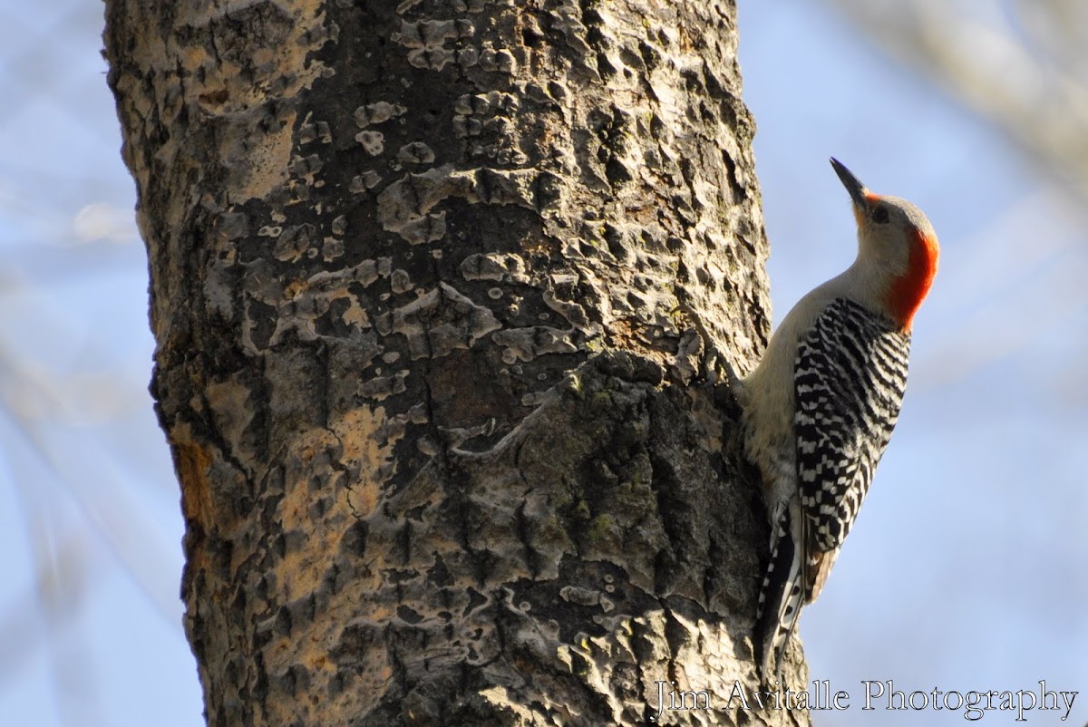  Red-bellied Woodpecker