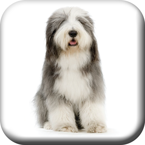 Brighton Dog Groomers 商業 App LOGO-APP開箱王