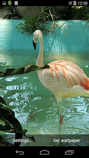 How to mod Flamingo Live Wallpaper 1.0 unlimited apk for android