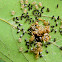 planthopper eggs & nymphs and wasps