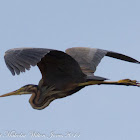 Purple Heron; Garza Imperial